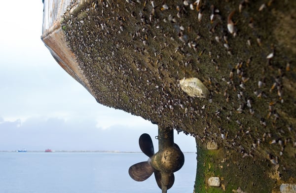 Marine Biofouling on Ship Propeller